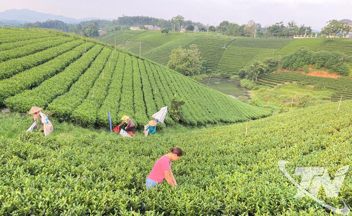 B&agrave; con x&oacute;m Cầu Đ&aacute;, x&atilde; La Bằng thu h&aacute;i ch&egrave;.