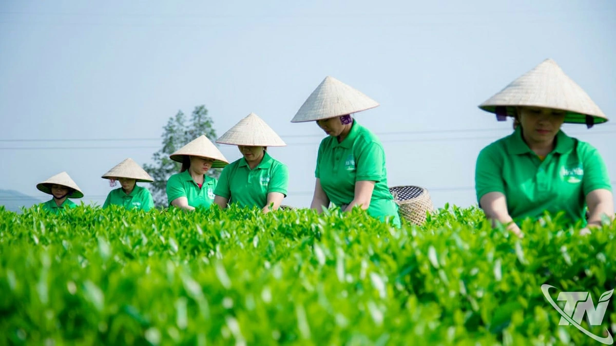 Thành viên HTX chè Hải Yến thu hái chè.
