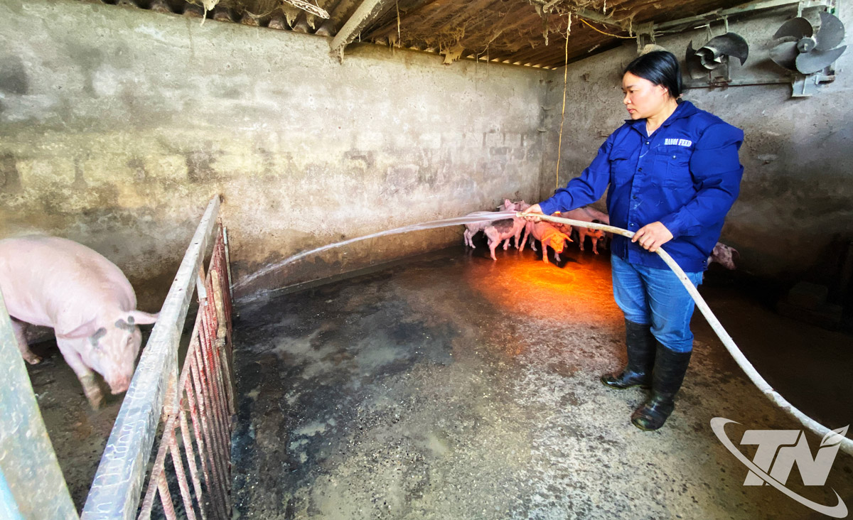 Công tác vệ sinh chuồng trại được các hộ chăn nuôi quan tâm thực hiện.