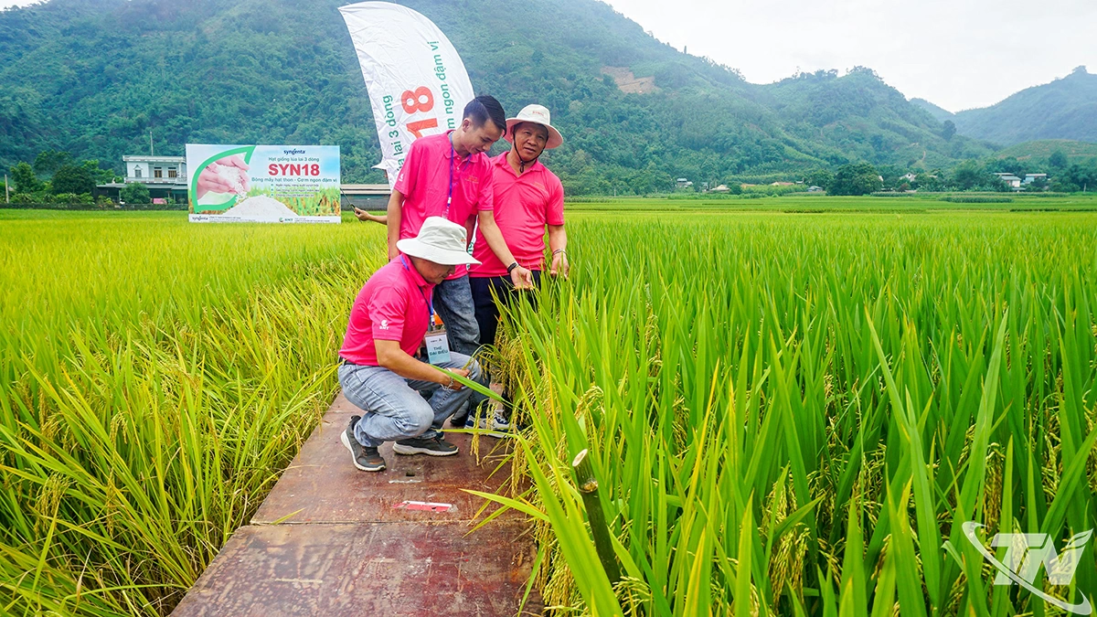 Ngành Nông nghiệp và Môi trường triển khai cấy khảo nghiệm nhiều mô hình giống lúa mới, năng suất, chất lượng để khuyến khích người dân nhân rộng.