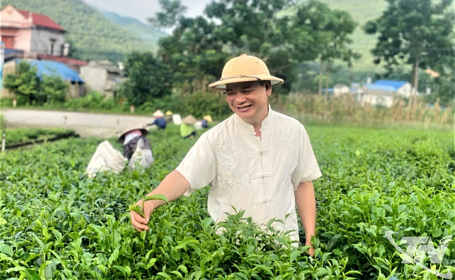 Nghệ nhân chè Lê Quang Nghìn với vườn chè trung du của gia đình.