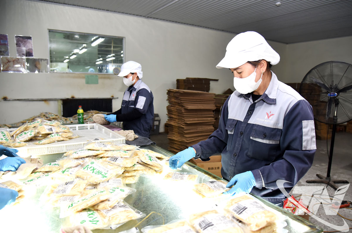 Công nhân Công ty TNHH Vietnam Misaki (Khu công nghiệp Thanh Bình) tập trung sản xuất, hoàn thiện đơn hàng nông sản xuất khẩu sang thị trường Nhật Bản.