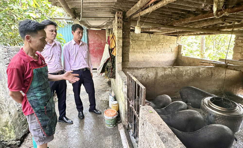 Hộ ông Trịnh Văn Thơ, thôn 4, xã Chợ Rã vay vốn để chăn nuôi lợn ta bản địa cho thu nhập cao.