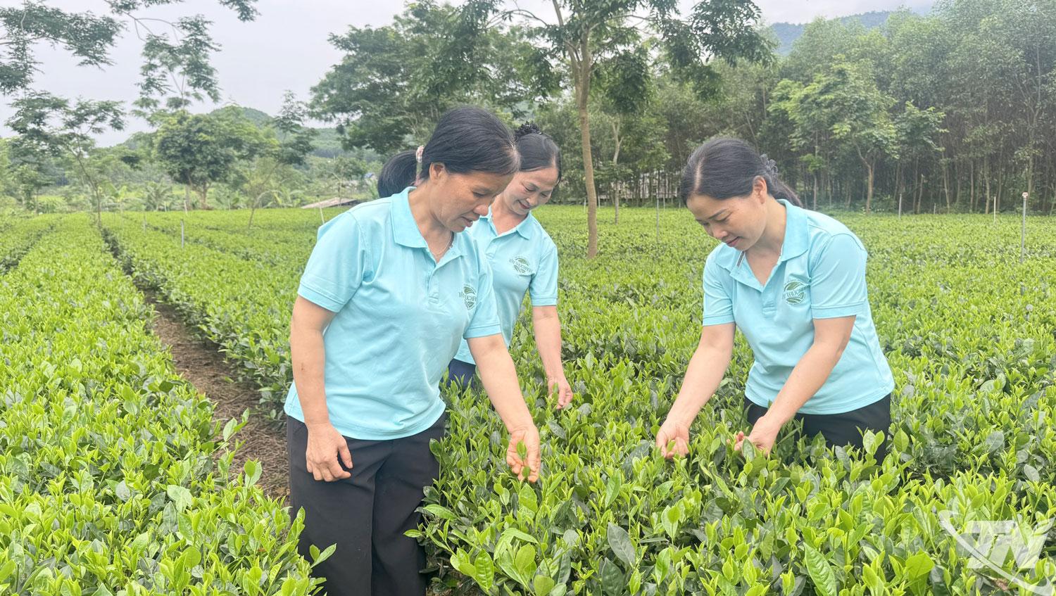 Những diện tích chè được chăm bón bằng phân hữu cơ, chuẩn bị cho thu hái.