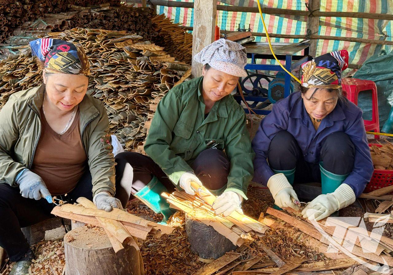   Phụ nữ th&ocirc;n Bản Cu&ocirc;n 2 l&agrave;m việc tại xưởng chế biến quế của gia đ&igrave;nh chị Đặng Thị Mơ, g&oacute;p phần tạo việc l&agrave;m v&agrave; n&acirc;ng cao thu nhập từ ph&aacute;t triển kinh tế rừng.
