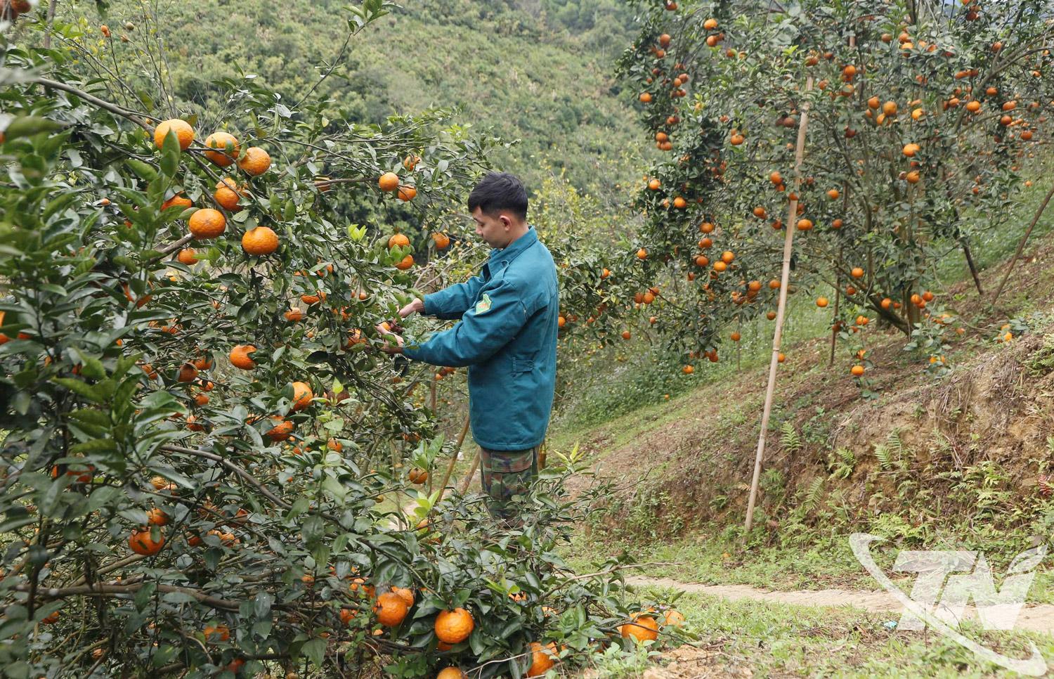 Người dân xã Bạch Thông thu hoạch cam phục vụ thị trường Tết Nguyên đán.