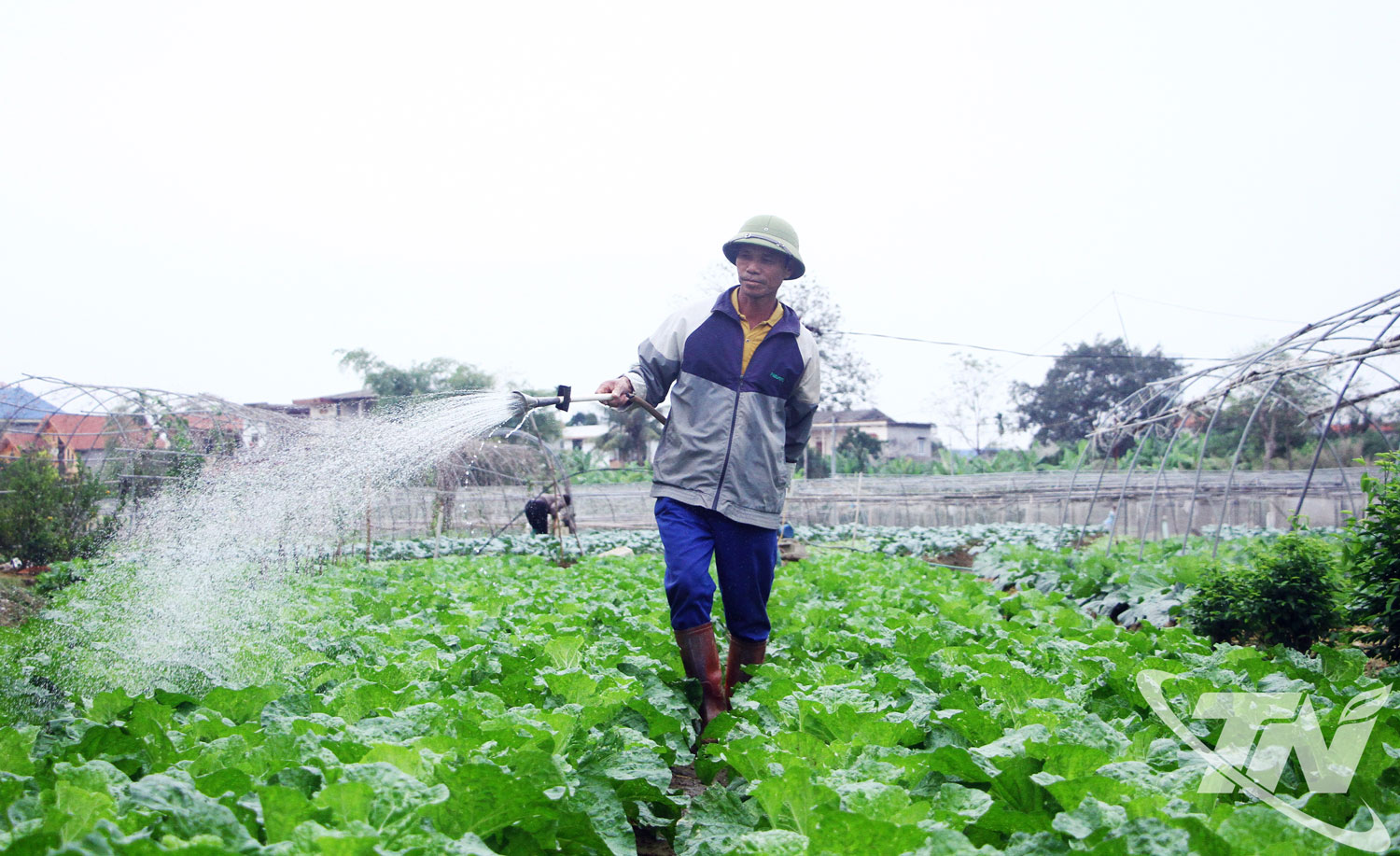 Đối với c&aacute;c loại rau sắp được thu hoạch, b&agrave; con n&ocirc;ng d&acirc;n tưới nước tr&ecirc;n mặt l&aacute; để rửa sương muối v&agrave;o buổi s&aacute;ng.