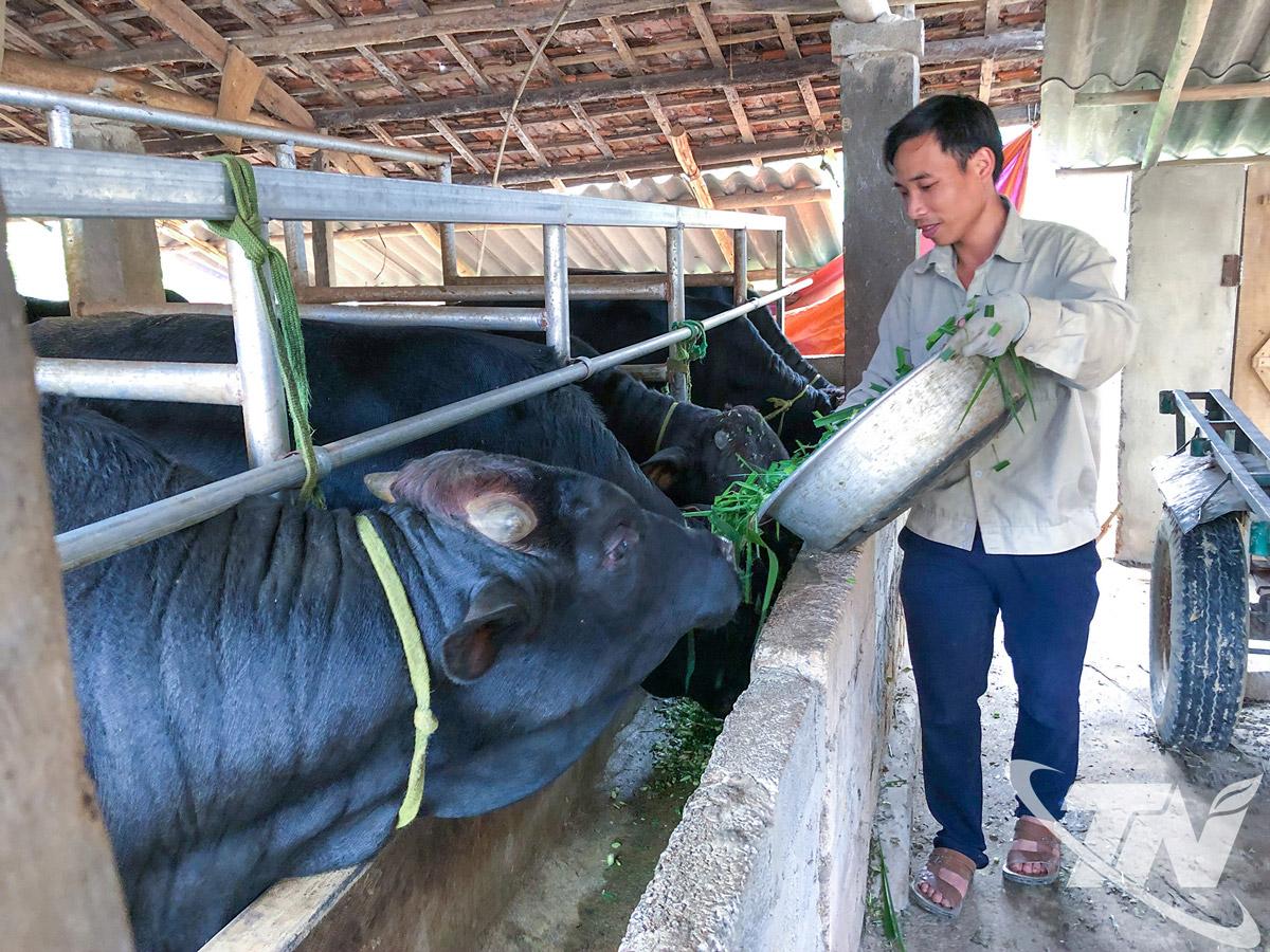 Chăn nu&ocirc;i đại gia s&uacute;c được đẩy mạnh ở c&aacute;c địa phương v&ugrave;ng cao. Ảnh: Ho&agrave;ng Hưng  
