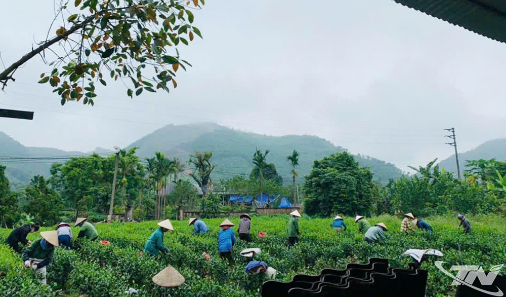 Thu hái chè tại cơ sở sản xuất chè an toàn Hùng Anh, xóm Soi Vàng, xã Tân Cương.