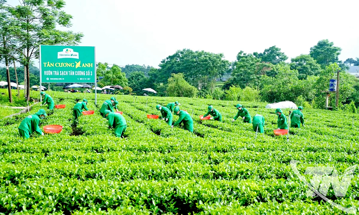 Thu hái chè sản xuất theo tiêu chuẩn an toàn, đáp ứng nhu cầu xuất khẩu sản phẩm tại vùng chè Tân Cương (Thái Nguyên) - nơi được mệnh danh là vùng đất Đệ nhất danh trà. Ảnh: T.L