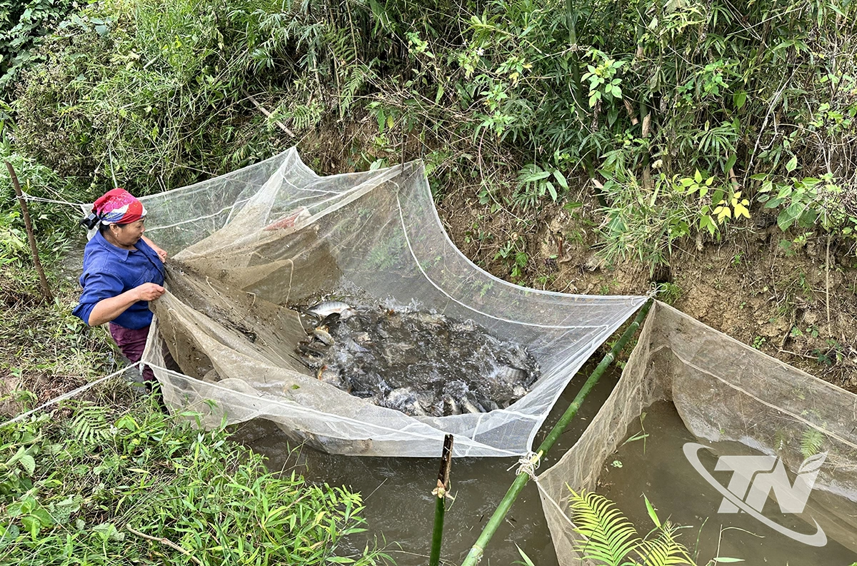 Những mẻ cá đầy sau buổi sáng   bắt cá ruộng.