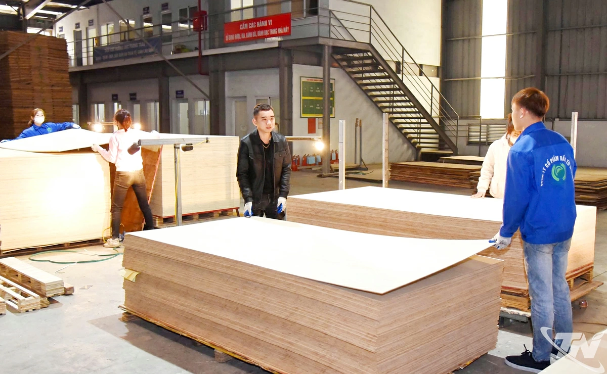 Chế biến gỗ tại Công ty CP Đầu tư Govina (Khu công nghiệpThanh Bình).