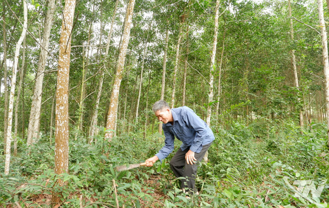 Năm 2025, toàn tỉnh Thái Nguyên có 37.000ha rừng trồng đã được cấp Chứng nhận quản lý rừng bền vững FSC.