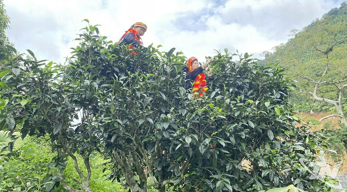 Chị Dất (bên trái) thu hái trên những cây chè Shan tuyết cổ thụ.