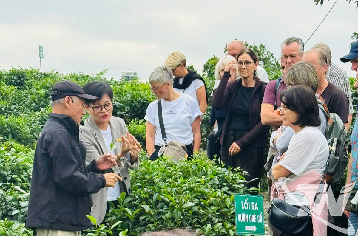   Chị Trần Thị Vân (thứ 2 bên trái) đang giới thiệu về búp chè Tân Cương cho đoàn khách Đức