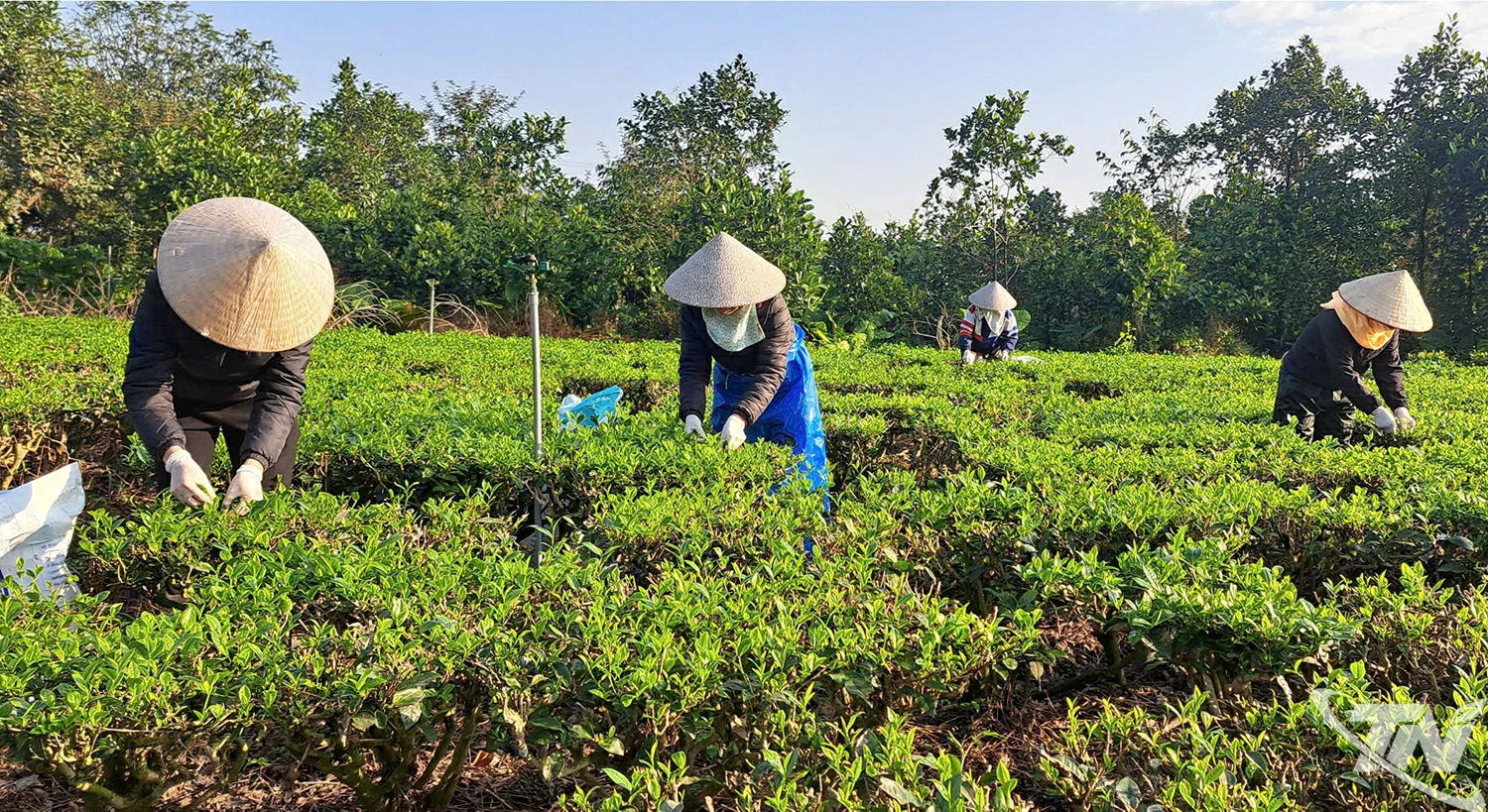 Chè được trồng chăm sóc theo tiêu chuẩn VietGap. Ảnh: T.L