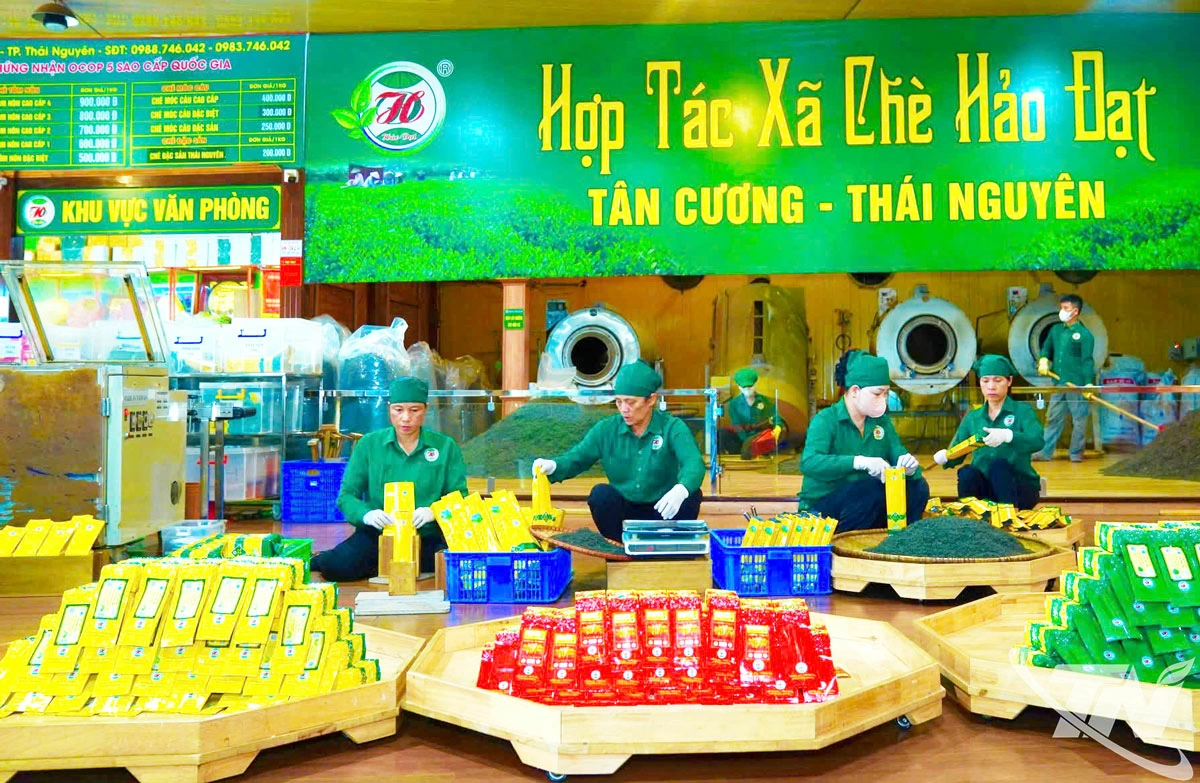 HTX chè Hảo Đạt ứng dụng máy sao sấy chè và dây chuyền đóng gói sản phẩm tự động, nâng cao năng suất gần 50%.