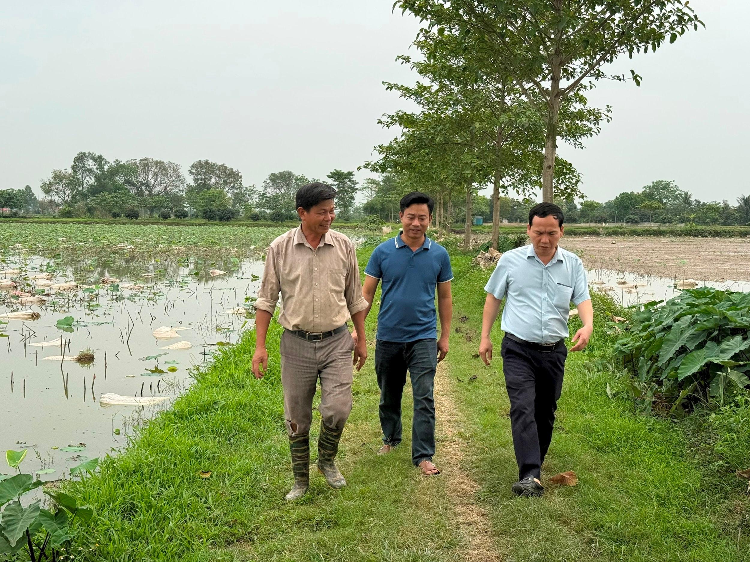 Ông Nguyễn Văn Tân (ngoài cùng bên trái) cùng cán bộ Phòng Kinh tế xã Hòa Xá thăm mô hình trồng sen Bách diệp dùng để ướp chè. Ảnh