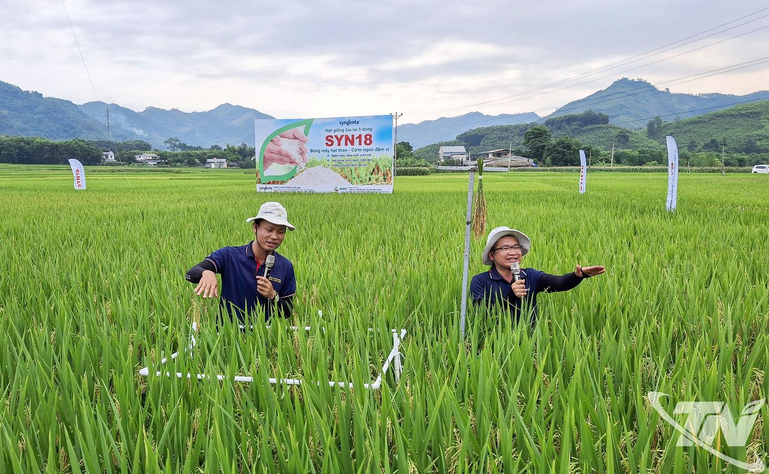 Cùng với việc mở rộng diện tích, Thái Nguyên trồng thử nghiệm    các giống lúa chất lượng cao, lựa chọn đưa vào gieo cấy đại trà,    phù hợp với điều kiện thổ nhưỡng của địa phương.  