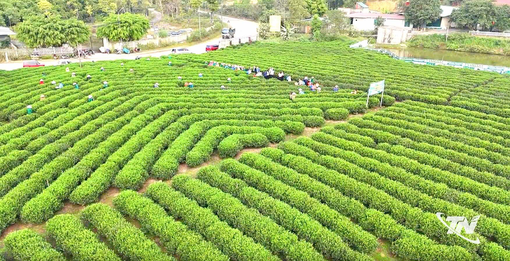 Việc phát triển chuỗi giá trị chè Thái Nguyên gắn với truy xuất nguồn gốc và thương mại điện tử đã góp phần hình thành các vùng chè ứng dụng định vị GPS và nhật ký điện tử.