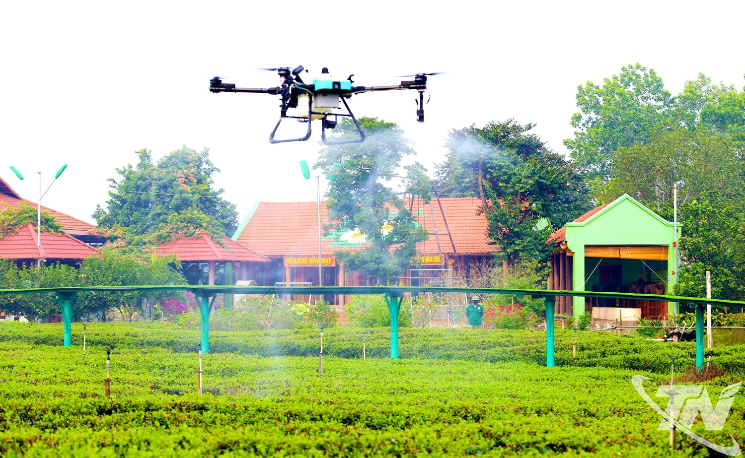 Ứng dụng thiết bị bay không người lái (UAV) để phun tưới cho vùng chè   nguyên liệu tại HTX chè Hảo Đạt (xã Tân Cương).