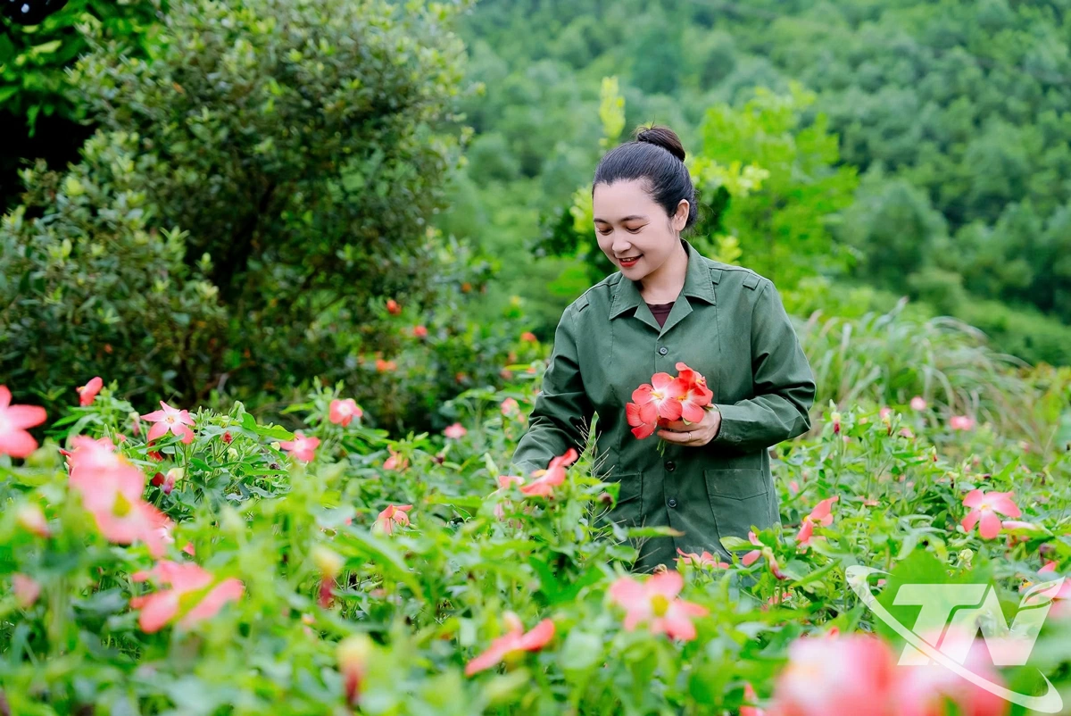 Chị Nguyễn Thị Bình thu hái hoa sâm Bố Chính - loại hoa có màu hồng tươi, được sử dụng làm nguyên liệu trong nhiều sản phẩm dược liệu và trà thảo mộc.