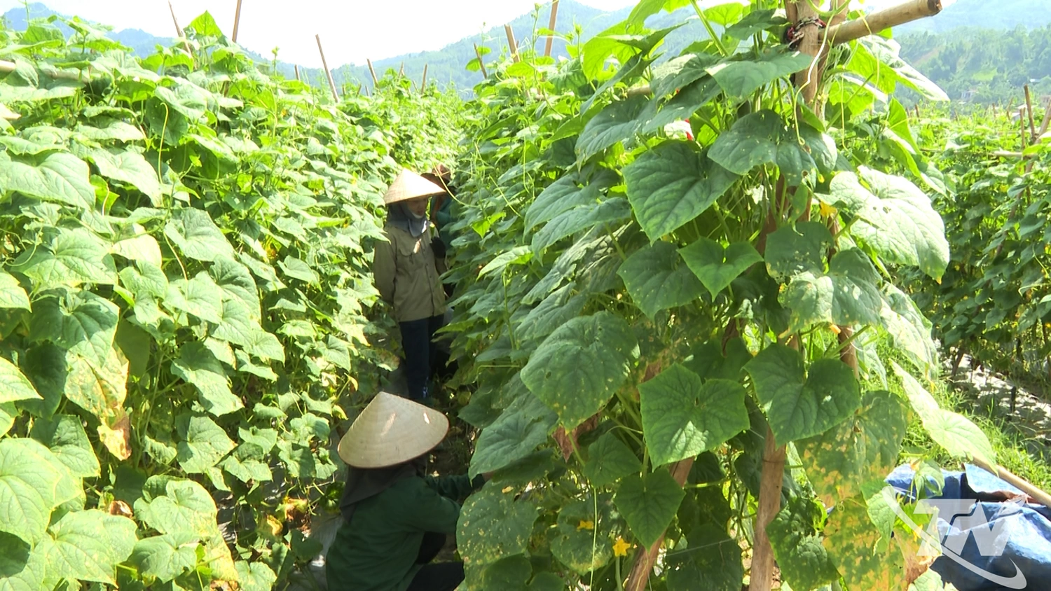 Mô hình trồng dưa chuột ở thôn Phiêng Kham, xã Cẩm Giàng đem lại hiệu quả kinh tế cho các hộ dân thuộc nhóm nông dân sở thích.