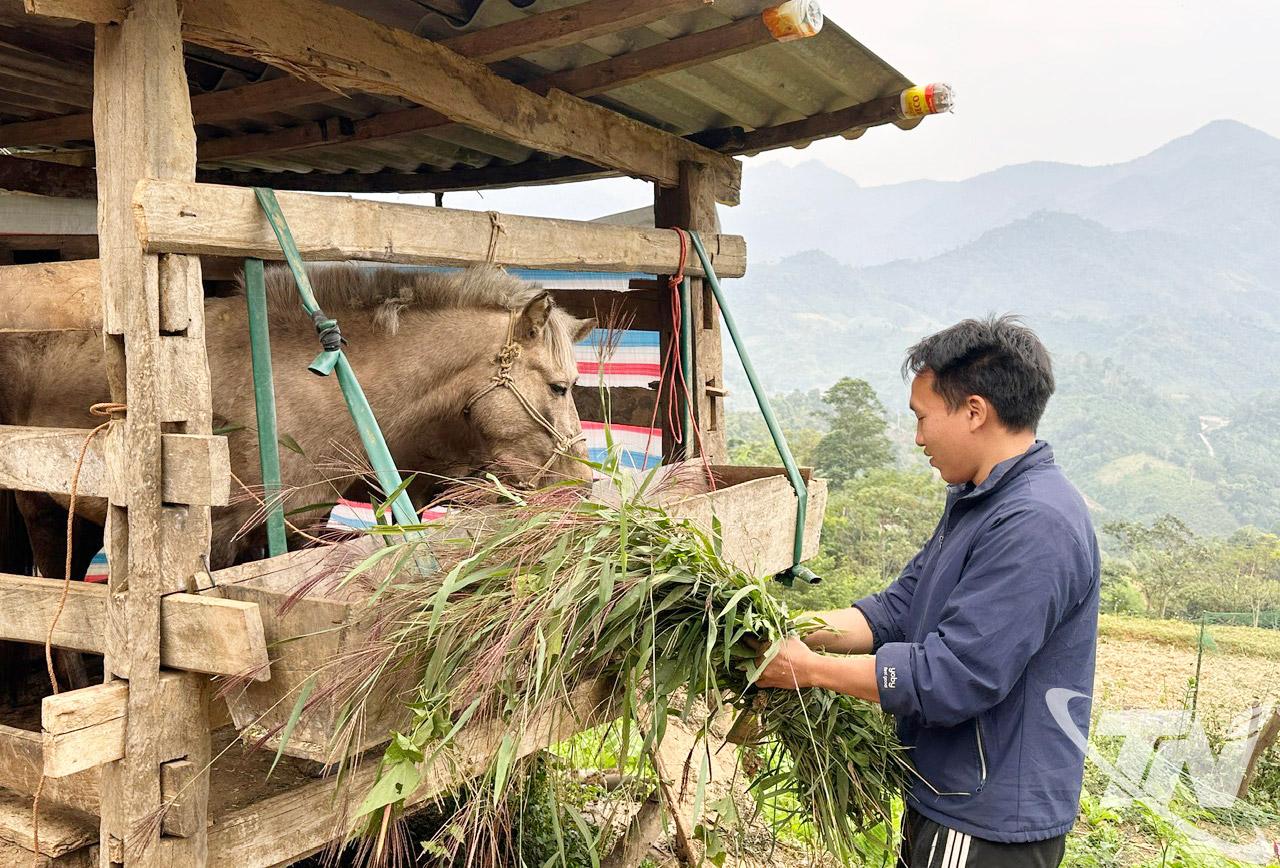 Sau khi được cấp ngựa giống, anh La Á Thanh, thôn Chẻ Pang, xã Cao Minh kỳ vọng sẽ phát triển đàn ngựa trong thời gian tới.