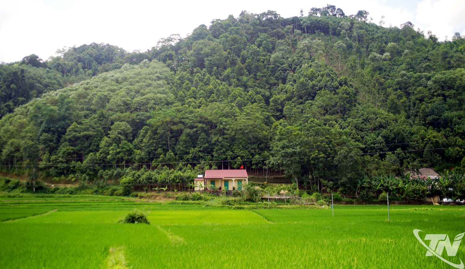 X&atilde; Nghĩa T&aacute; c&oacute; tỷ lệ che phủ rừng tr&ecirc;n 80%, tạo nền tảng quan trọng cho ph&aacute;t triển l&acirc;m nghiệp bền vững.