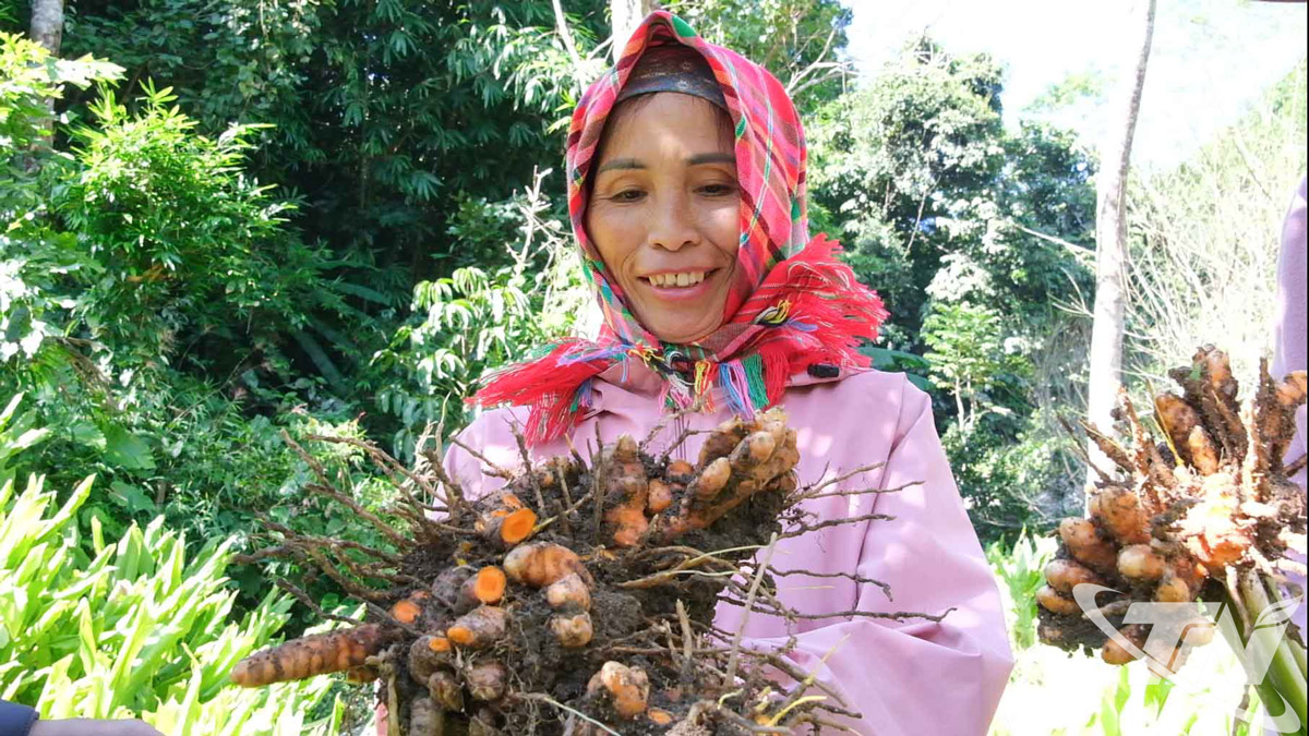 Người dân nâng cao đời sống nhờ trồng nghệ.