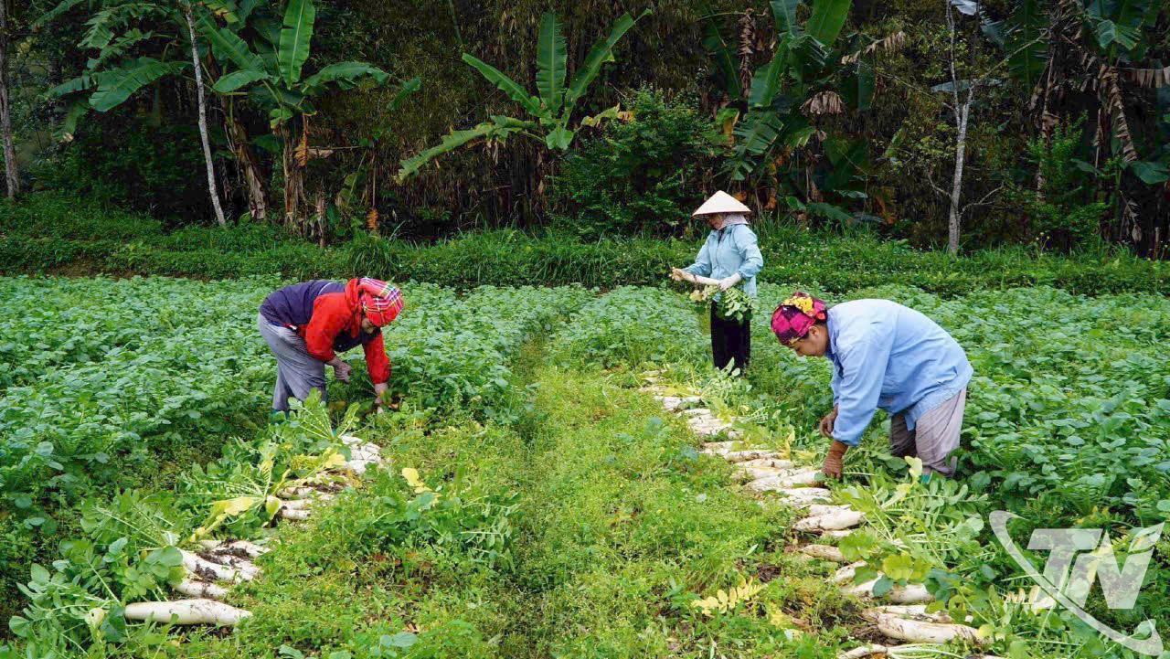   Người dân thôn Bản Lanh, xã Yên Phong khẩn trương thu hoạch củ cải Nhật vụ đông 2025-2026.