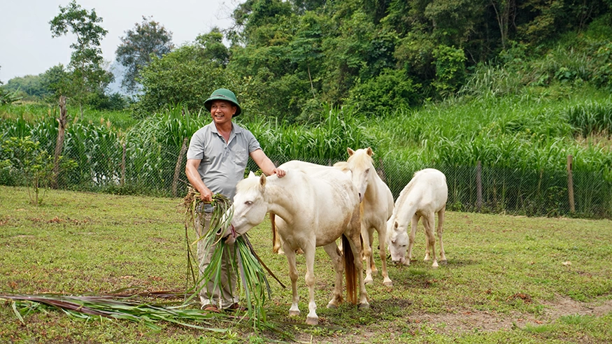 Ông Lý Văn Bạo phát triển kinh tế hiệu quả từ mô hình nuôi ngựa bạch.