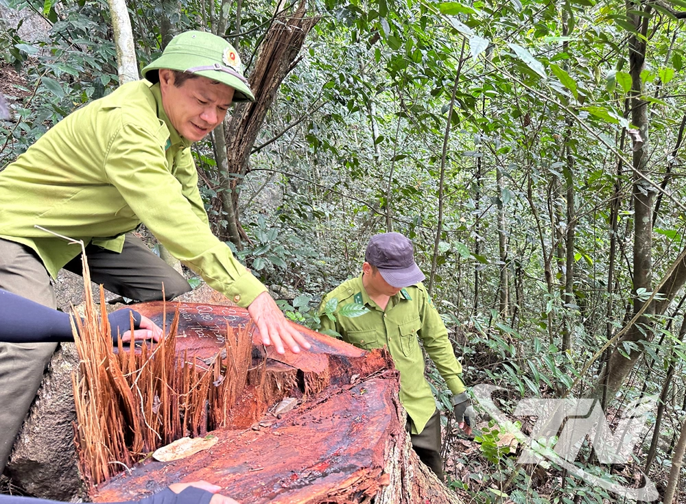 Một gốc cây gỗ nghiến được phát hiện bị chặt hạ trong tháng 7/2025.