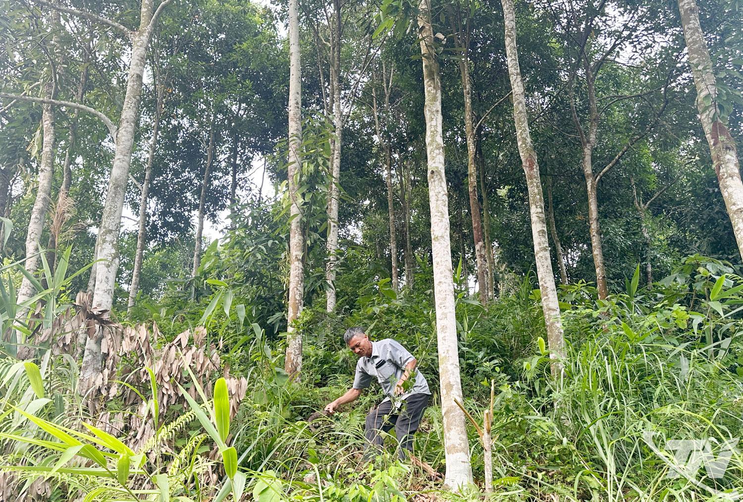 Người dân xã Bình Thành phát triển kinh tế lâm nghiệp bền vững, tạo nguồn thu nhập ổn định.