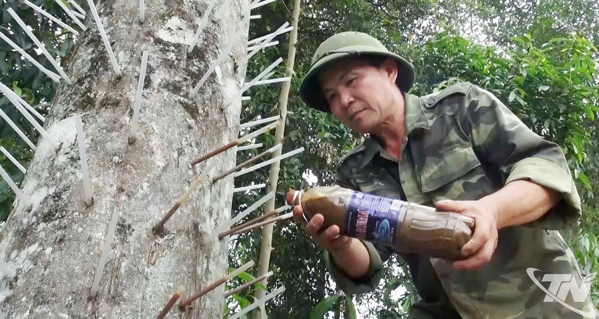 Ông Triệu Ứng Lai, xã Yên Phong sử dụng chế phẩm sinh học để tạo môi trường thuận lợi cho cây hình thành trầm hương.