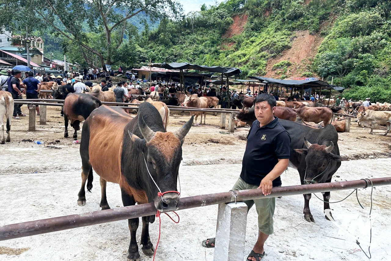 Là một trong những điểm giao dịch gia súc lớn của khu vực, chợ trâu, bò xã Nghiên Loan góp phần hình thành nguồn cung nguyên liệu ổn định cho phát triển chuỗi giá trị chăn nuôi.