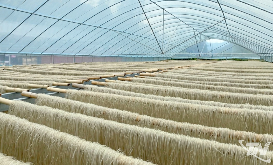 Nhà kính phơi miến của HTX Tài Hoan.