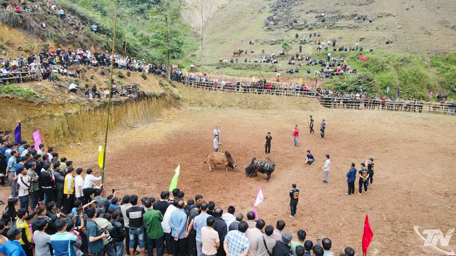 Du khách và người dân địa phương hào hứng theo dõi chọi bò.