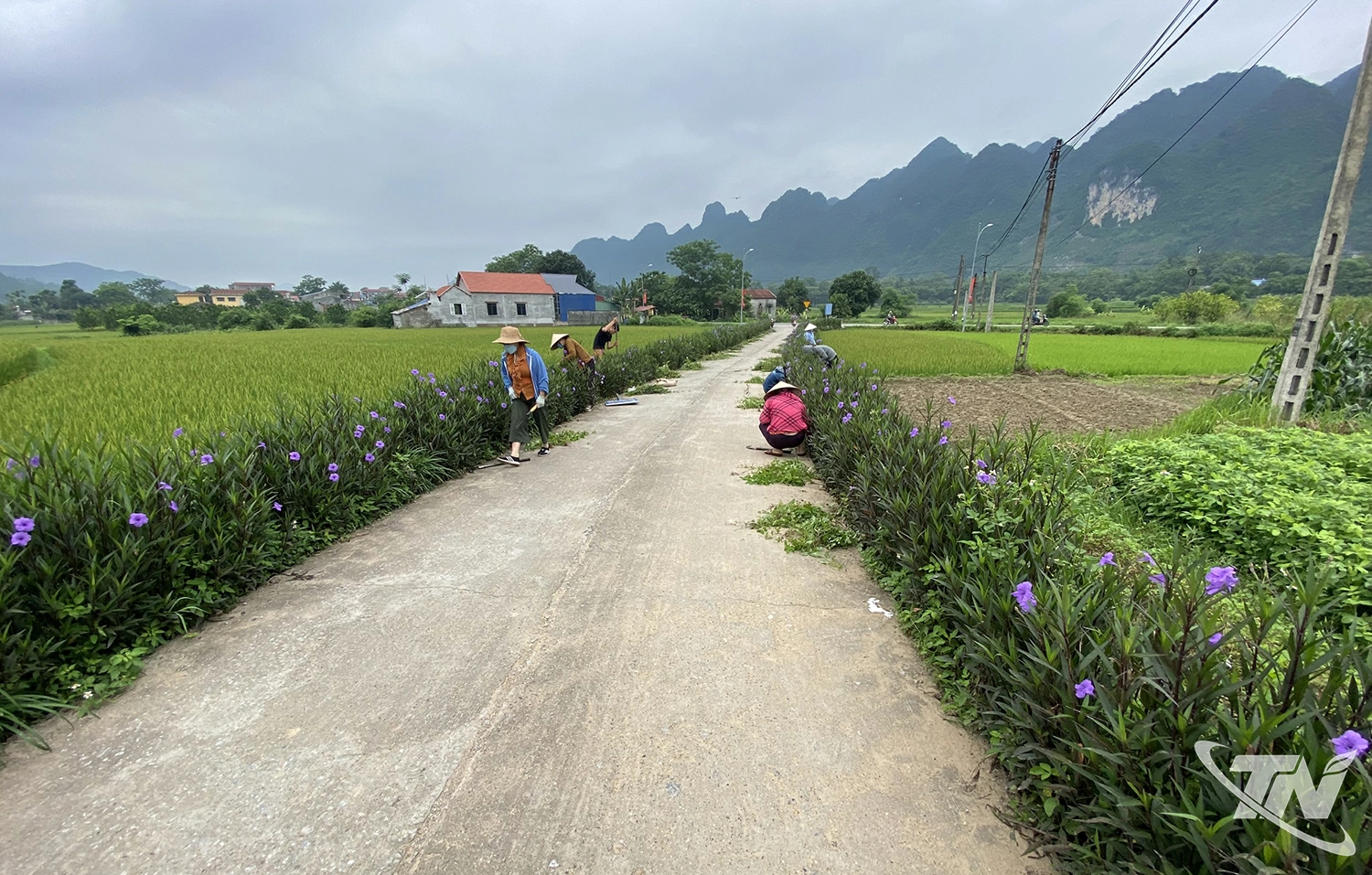 Những tuyến đường hoa đang được nhân rộng tại xã Võ Nhai.