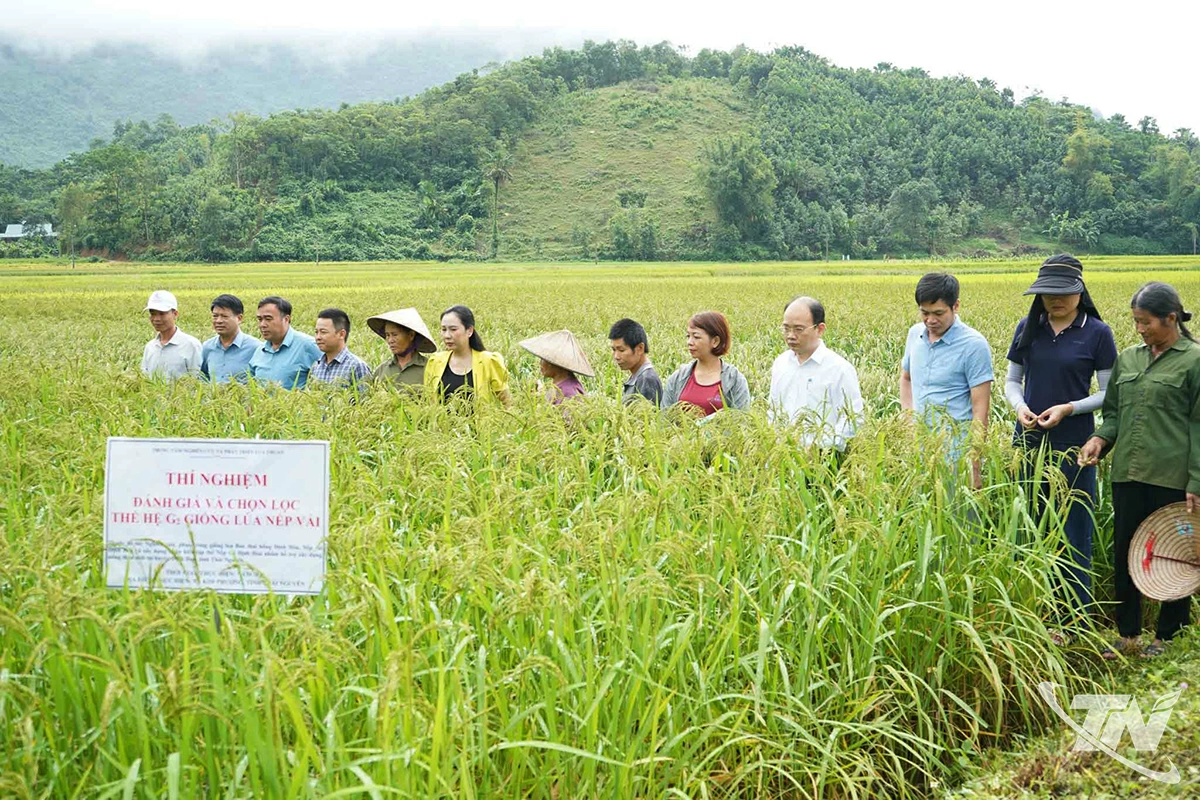 Lãnh đạo xã Kim Phượng cùng đại diện các sở, ngành của tỉnh, cơ quan chuyên môn đánh giá, chọn lọc giống lúa mới.