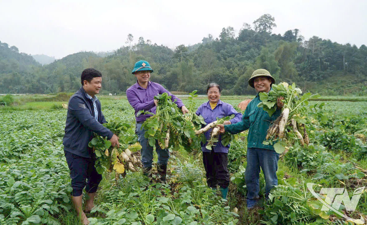 Lãnh đạo địa phương cùng người dân kiểm tra, đánh giá năng suất    củ cải Nhật tại cánh đồng liên kết sản xuất ở xã Yên Phong.  