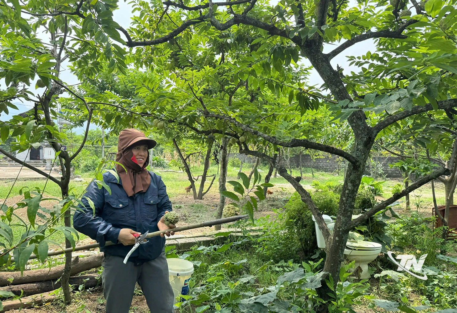 Người dân La Hiên đang thu hoạch những trái na chín sớm.