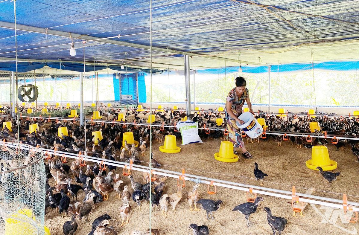 Sau mưa lũ, nhiều hộ dân xã Đồng Hỷ vay vốn để phát triển chăn nuôi, tái đàn gia cầm phục vụ dịp Tết.