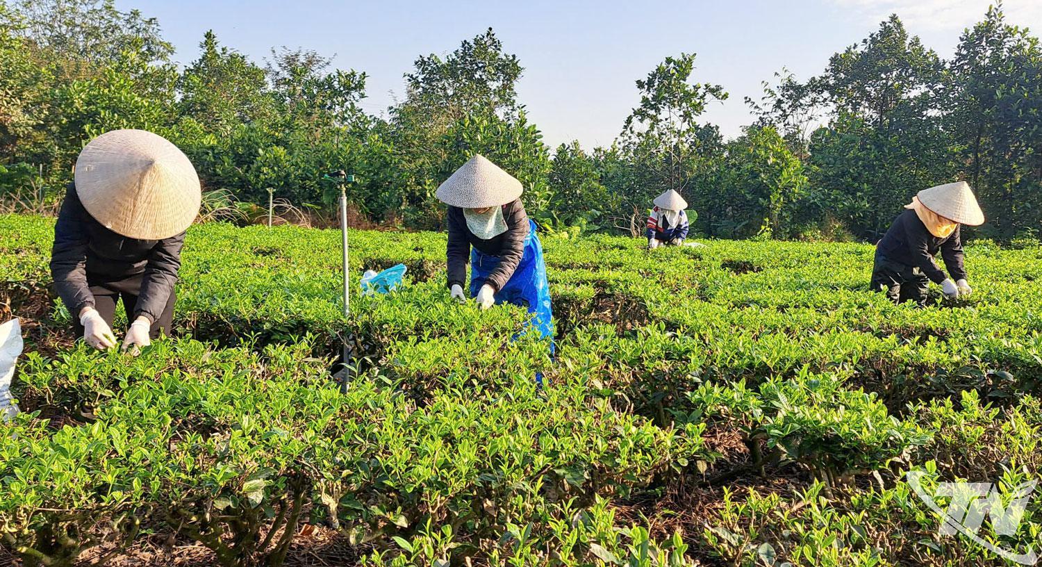 C&aacute;c th&agrave;nh vi&ecirc;n Hợp t&aacute;c x&atilde; Tr&agrave; Nguy&ecirc;n Long thu h&aacute;i ch&egrave; vụ đ&ocirc;ng để sản xuất phục vụ nhu cầu dịp Tết.