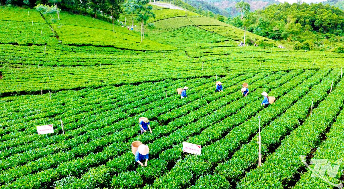 Kinh tế tập thể đang trở thành động lực quan trọng giúp nông dân trên địa bàn tỉnh mở rộng liên kết sản xuất, nâng cao giá trị nông sản và phát triển bền vững. Trong ảnh: Thành viên HTX chè La Bằng (xã La Bằng) thu hái chè nguyên liệu. Ảnh: T.L