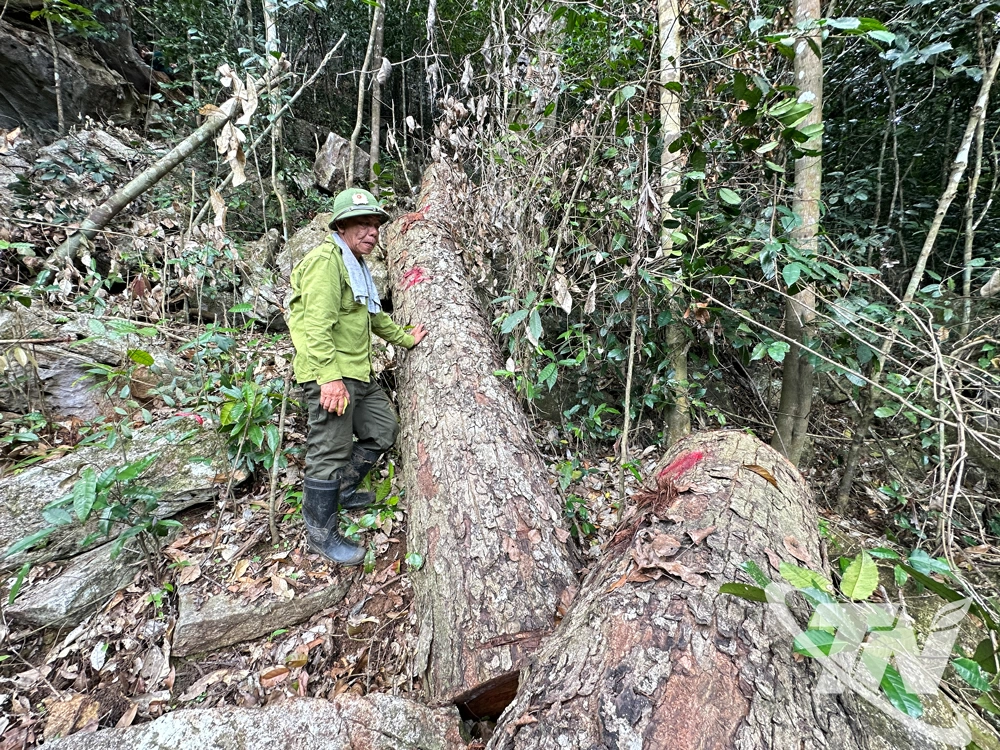 Thân cây gỗ nghiến còn để lại hiện trường