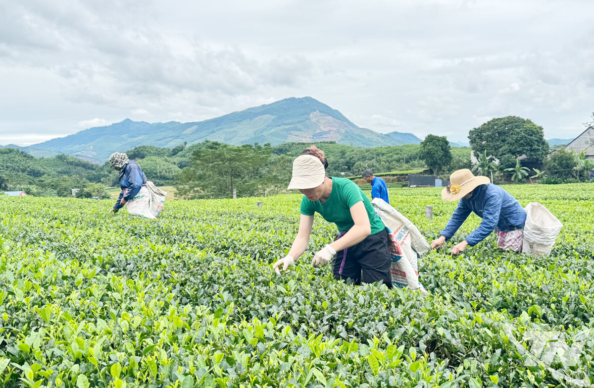 Người dân xã Phú Xuyên thu hái chè, phục vụ thị trường cuối năm.
