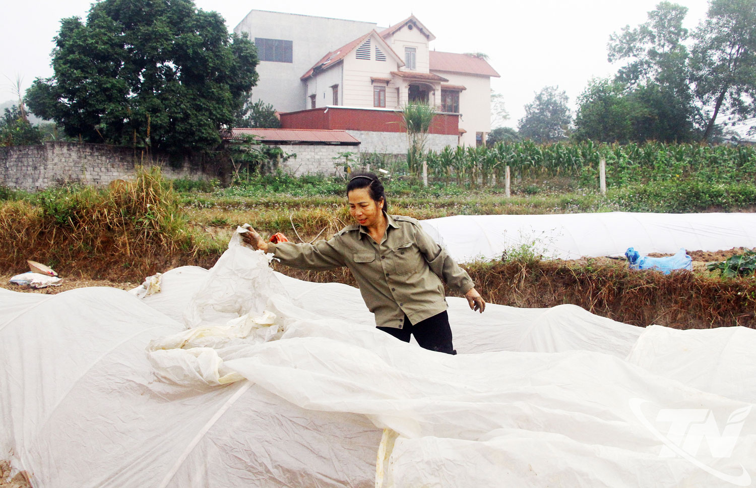 Trong những ng&agrave;y gi&aacute; r&eacute;t, việc bảo vệ c&acirc;y trồng, vật nu&ocirc;i rất quan trọng nhằm giảm thiểu rủi ro, bảo đảm năng suất, sản lượng v&agrave; sinh kế của b&agrave; con n&ocirc;ng d&acirc;n.