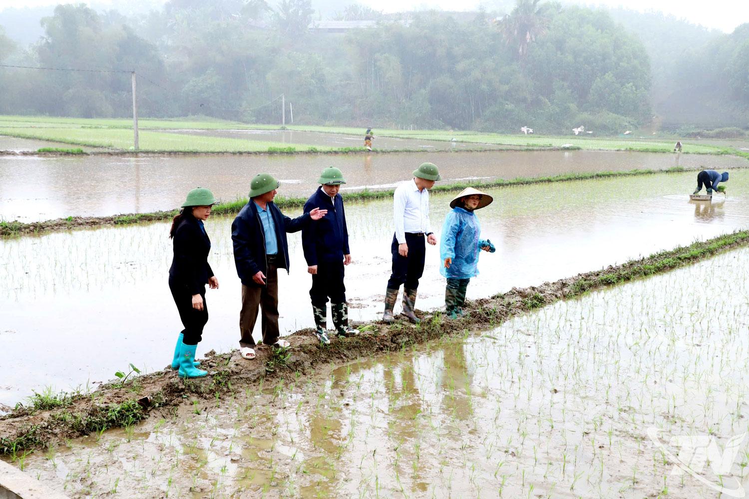 Lãnh đạo xã Bình Thành kiểm tra, nắm bắt tình hình sản xuất vụ xuân    tại các xứ đồng trên địa bàn.