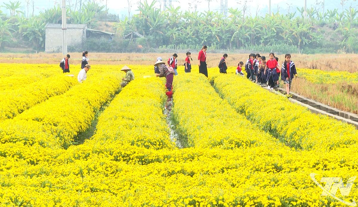 Cánh đồng hoa cúc của Hợp tác xã Dương Quang (xã Phong Quang) là địa điểm hấp dẫn du khách, học sinh trải nghiệm.